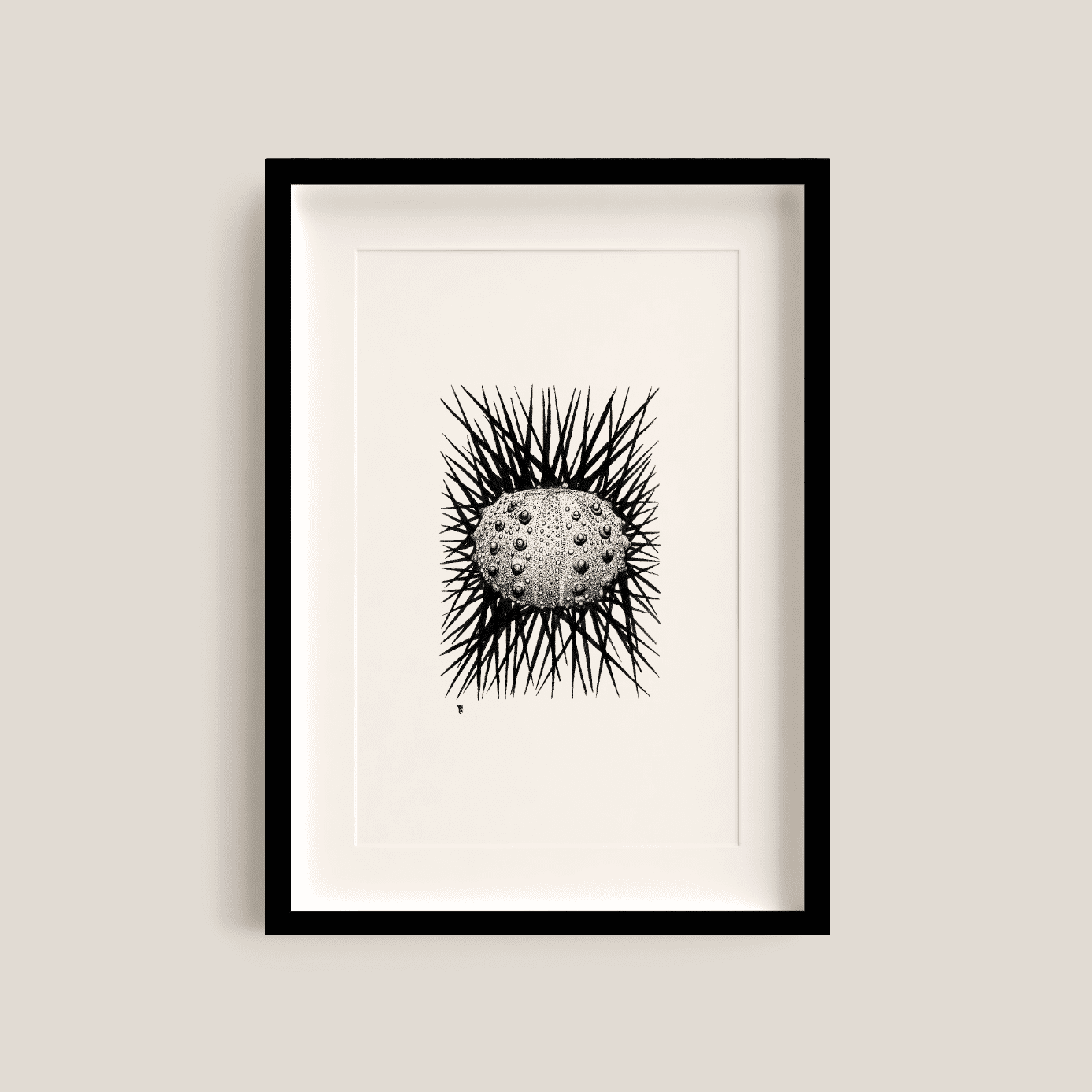 Sea Urchin_BF_1